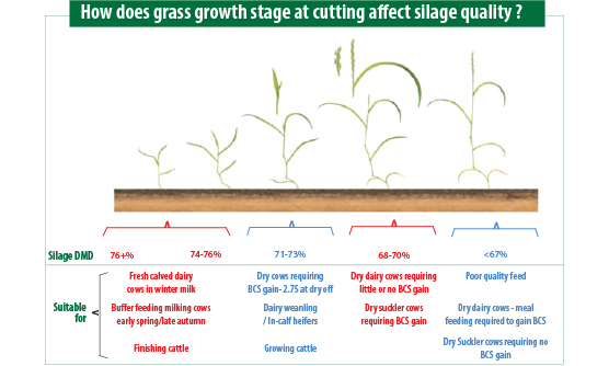 How does grass growth stage at cutting affect silage quality