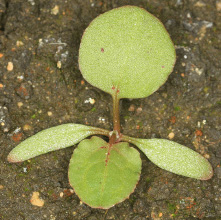 A Dock seedling at the ideal growth stage for a post-emergence application. (€2 Coin)