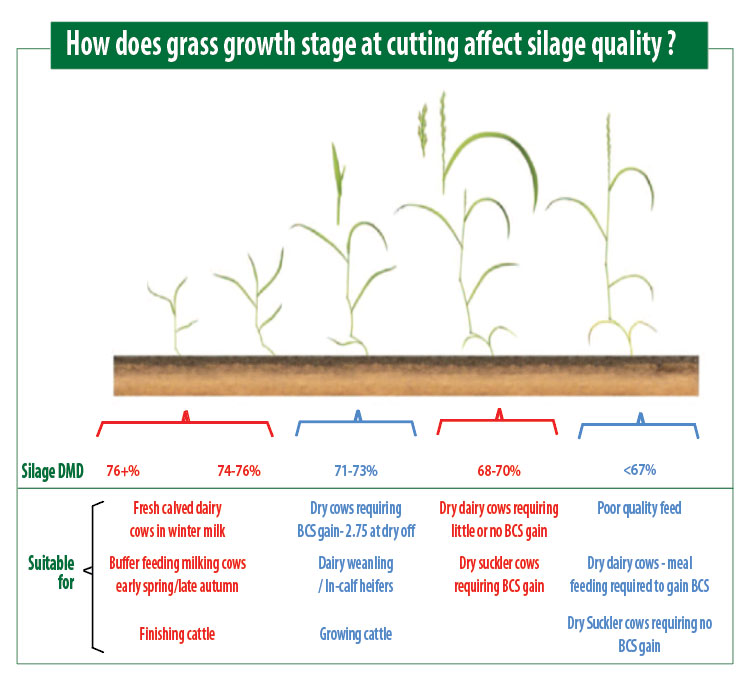 Grass Growth Stages