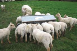 sheep at feeder