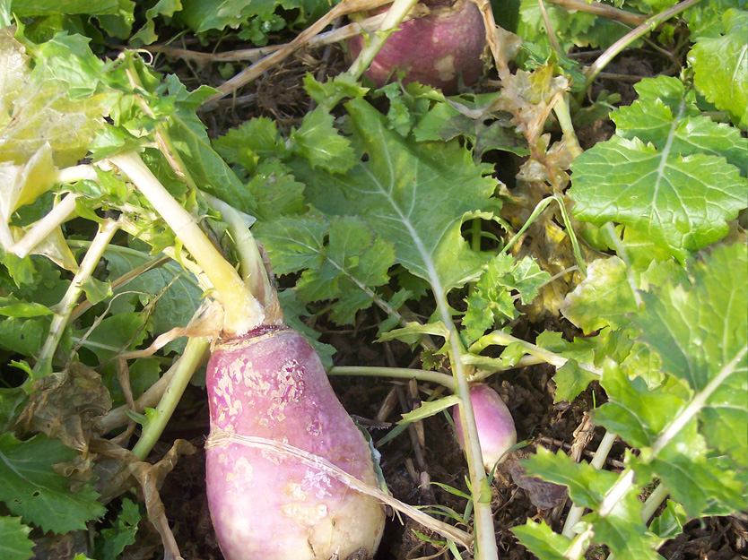 stubble turnip
