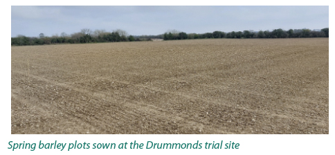spring barley at Drummonds trial site