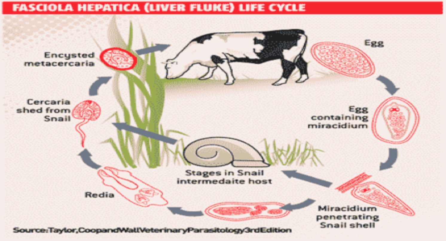 Fasciola hepatica Liver Fluke