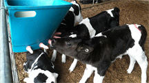 feeding calves
