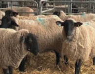 Ewes in pen