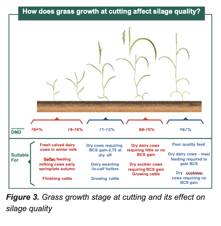 Grass Growth stages