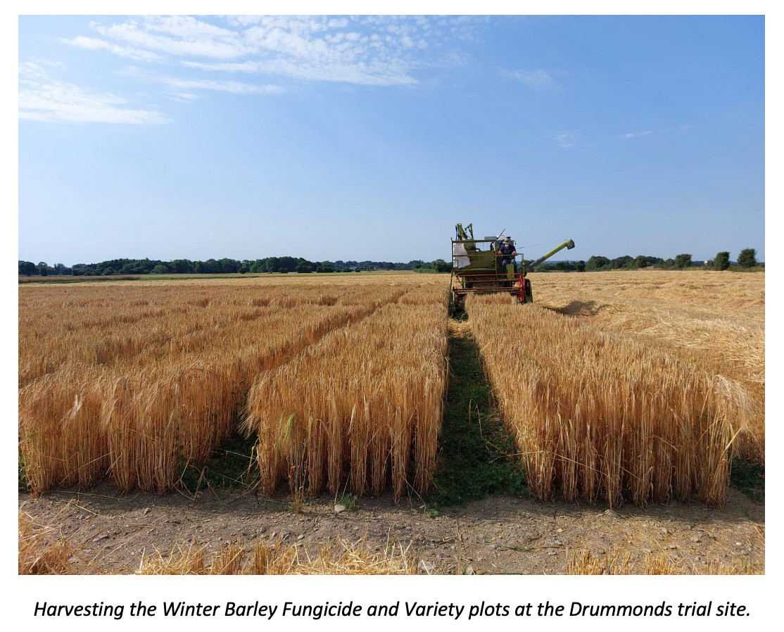 Harvestimng Winter Barley