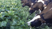 covercrops cattle on forage