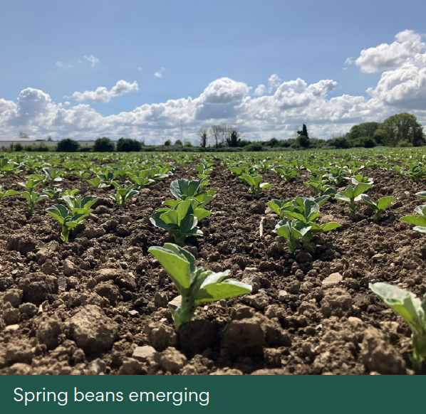 Spring beans emerging