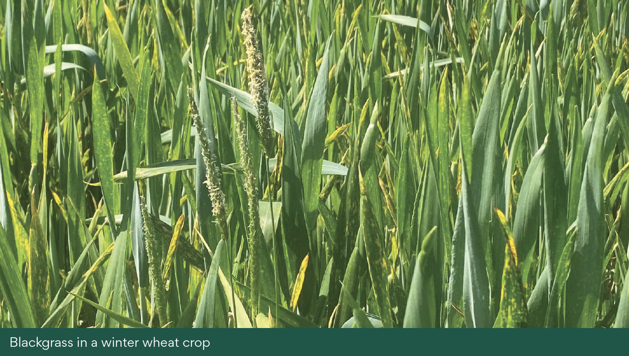 Blackgrass in a winter wheat crop