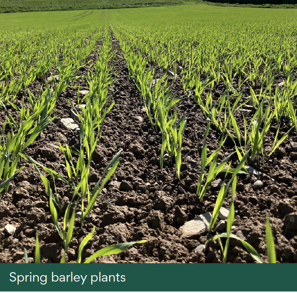 Spring Barley plants