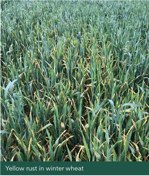 Yellow rust in winter wheat