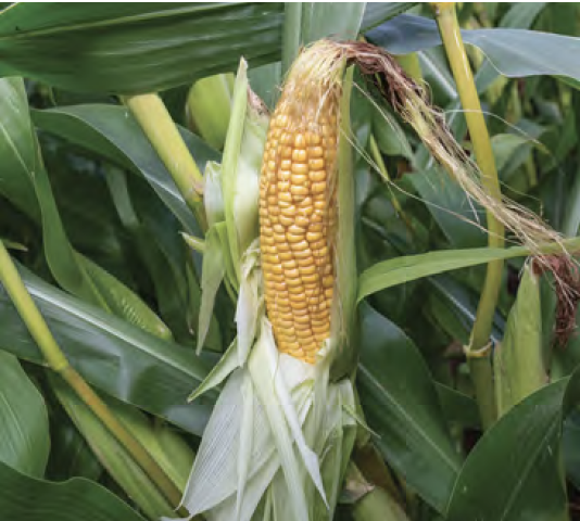 maize cob