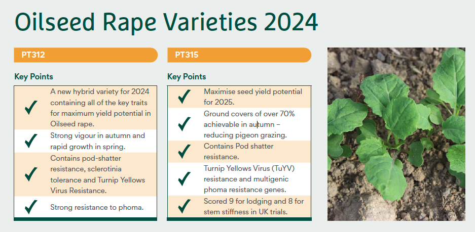 oilseed varieties 2024