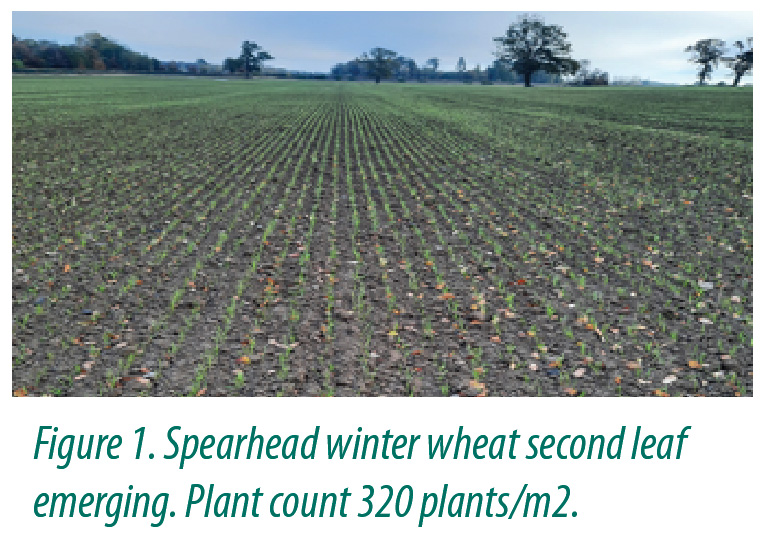 Spearhead winter wheat
