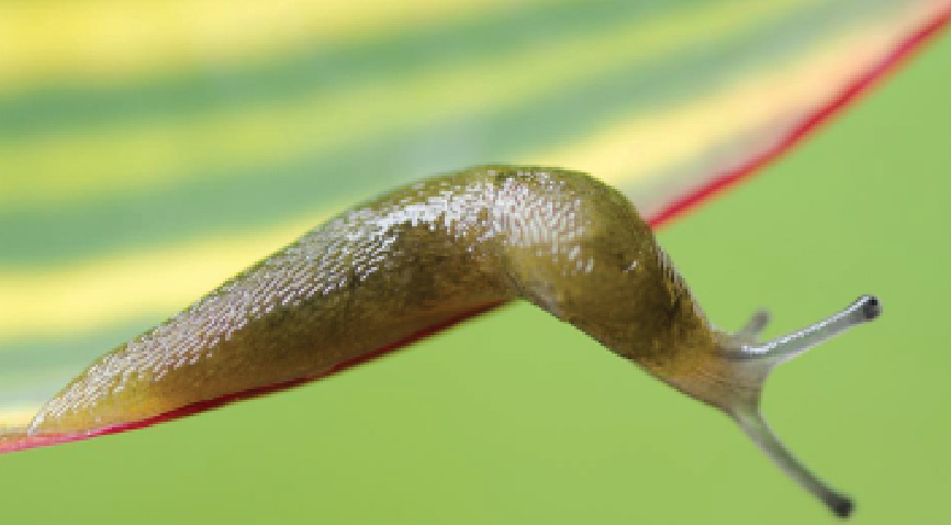 slug on crops