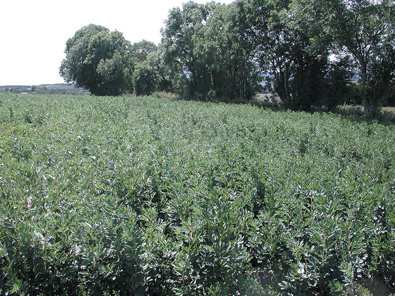 Beans in field web
