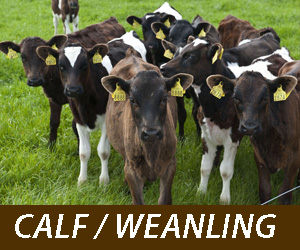 Calf/Weanling Rations