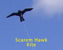 Scarem Hawk