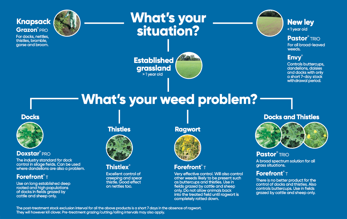 Weed Identification Chart